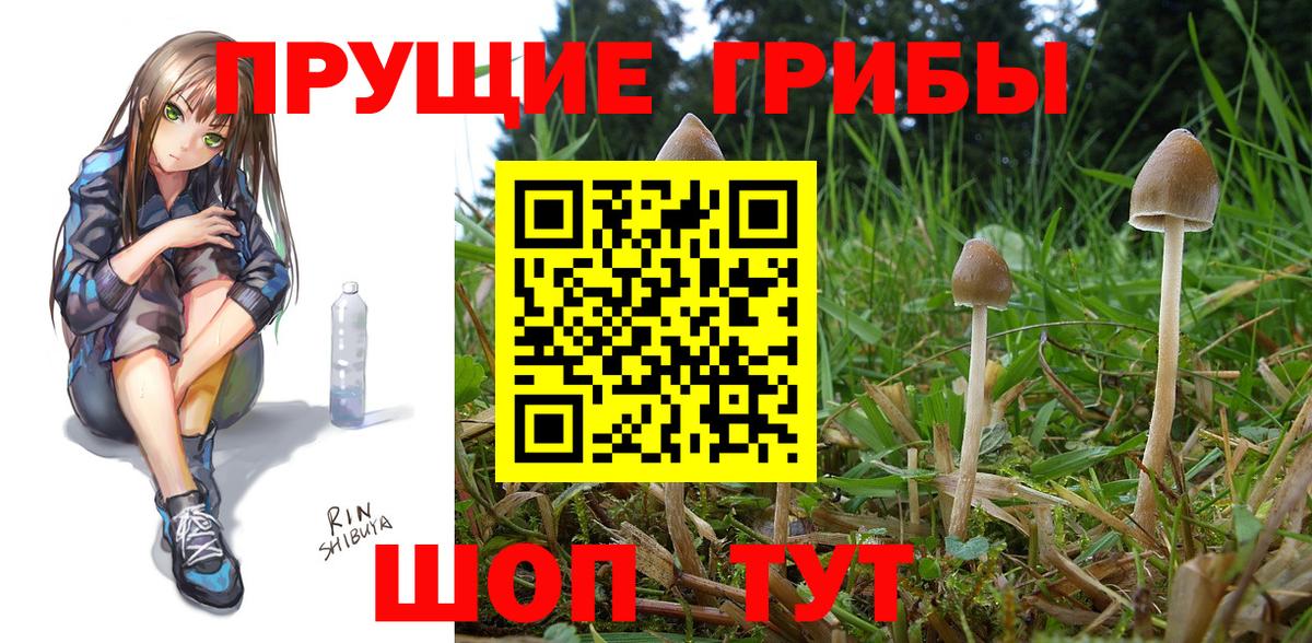 купить   Вход с VPN  Сорочинск  Псилоцибиновые грибы ЛСД 
